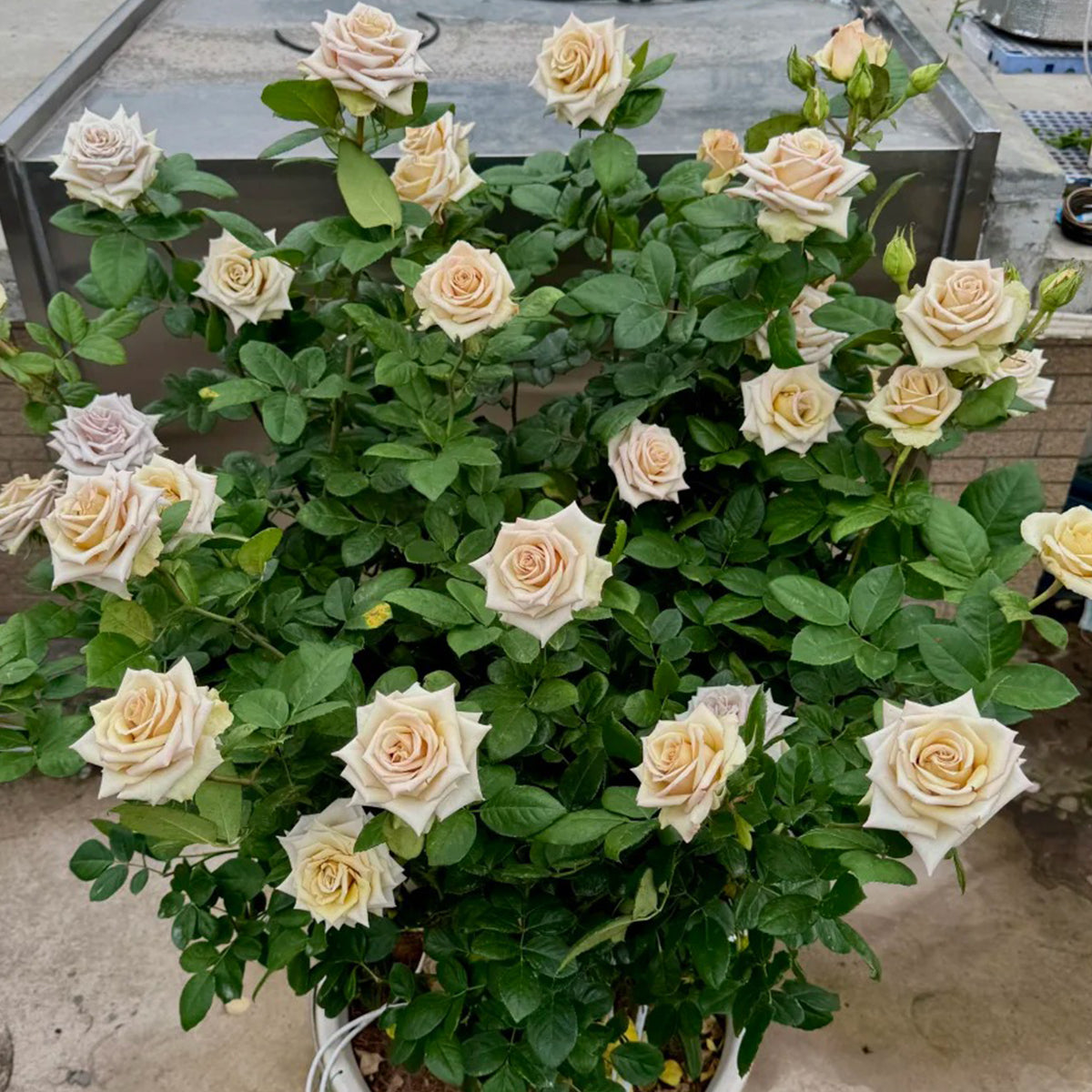 Wild Moss Dutch Florist Hybrid Tea Rose