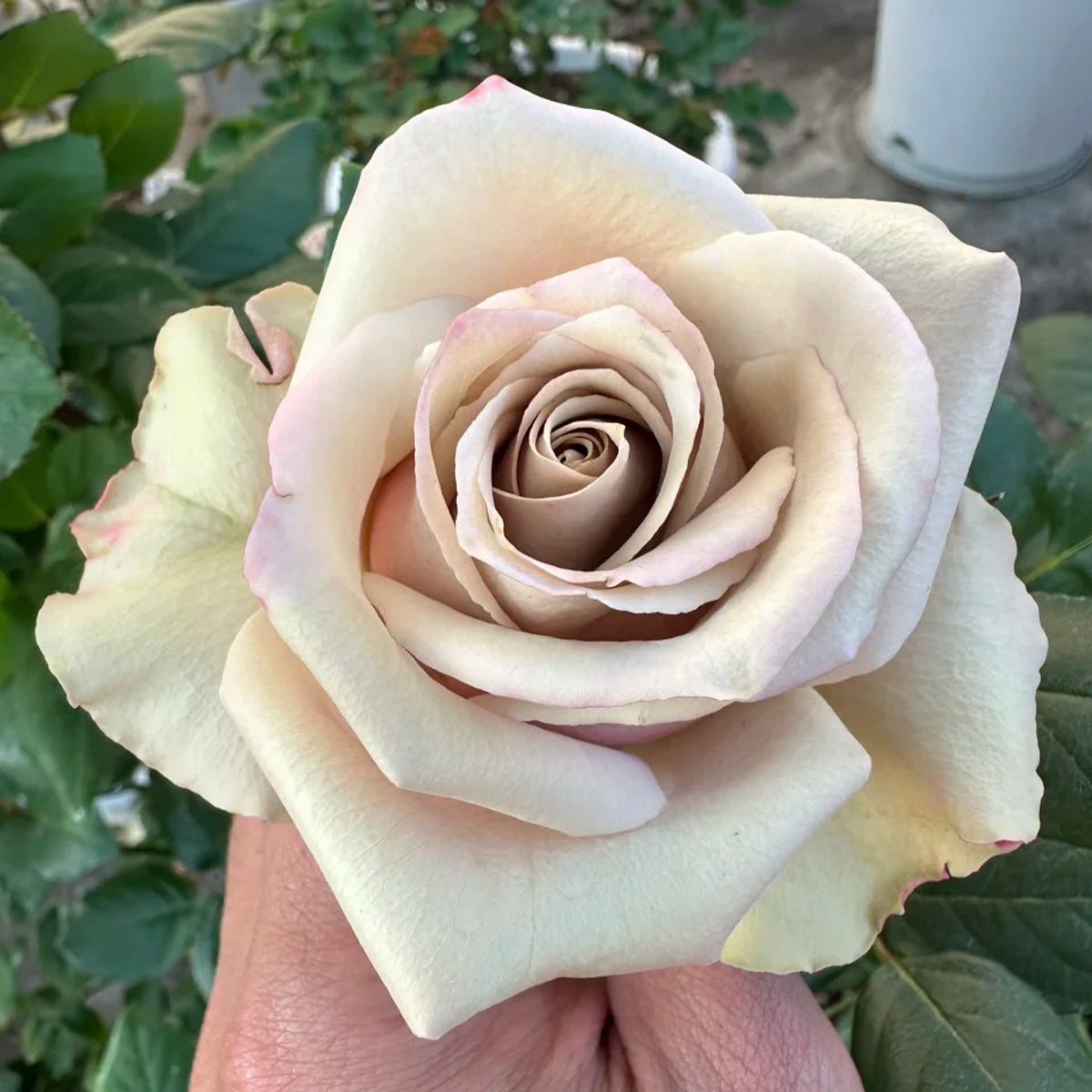 Wild Moss Dutch Florist Hybrid Tea Rose