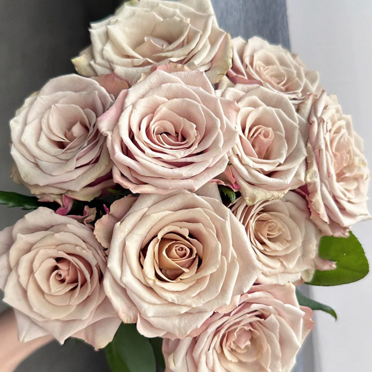 Wild Moss Dutch Florist Hybrid Tea Rose