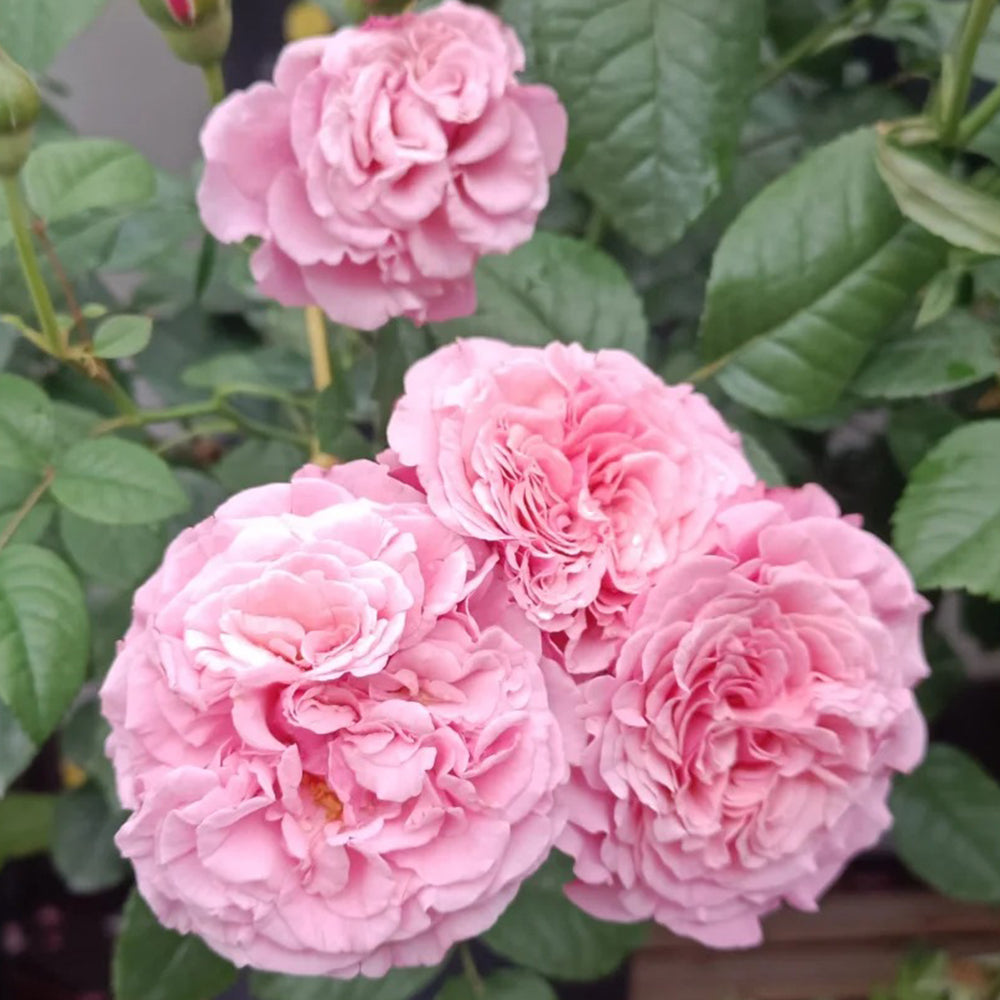 Wildberry German Florist Shrub Rose