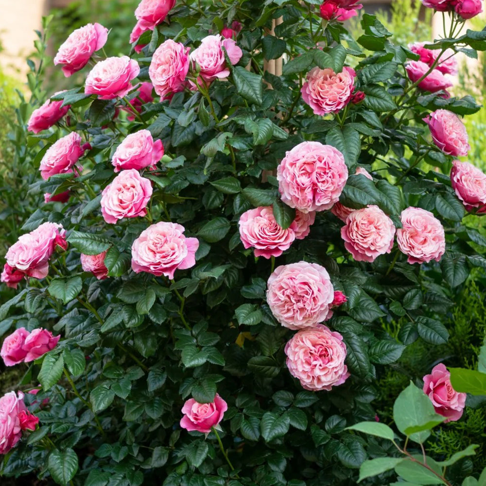 Wildberry German Florist Shrub Rose