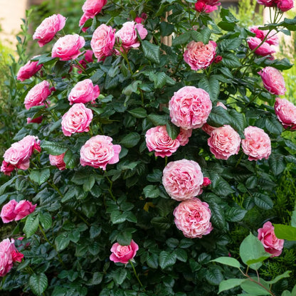 Wildberry German Florist Shrub Rose