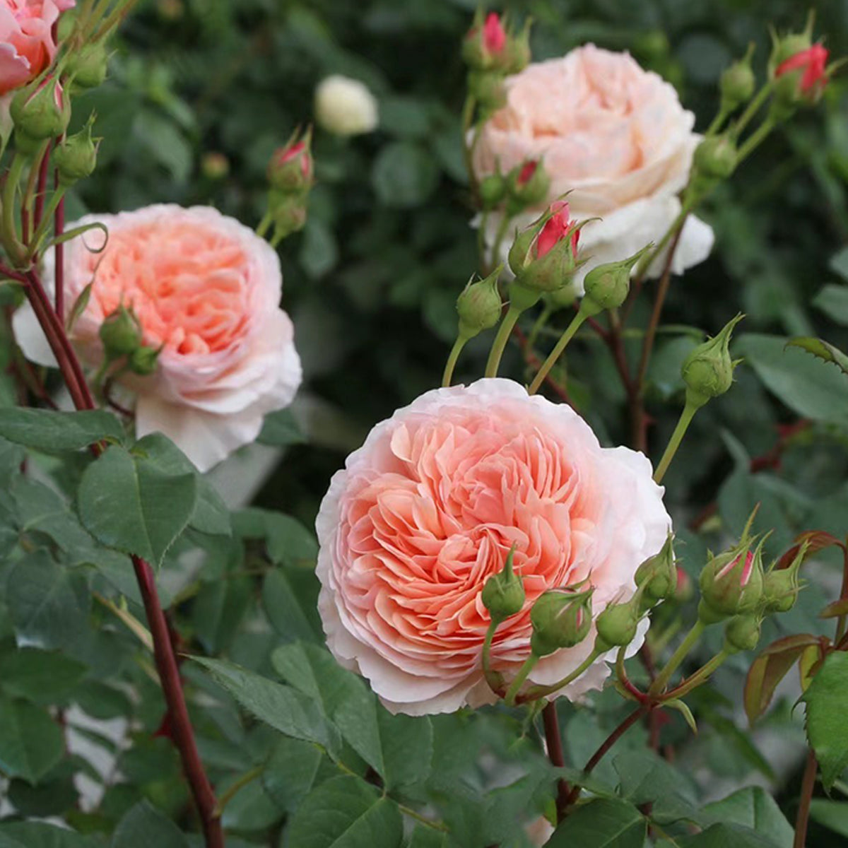AUSwill Rose – English Garden Shrub Rose Live Plant | Highgarden