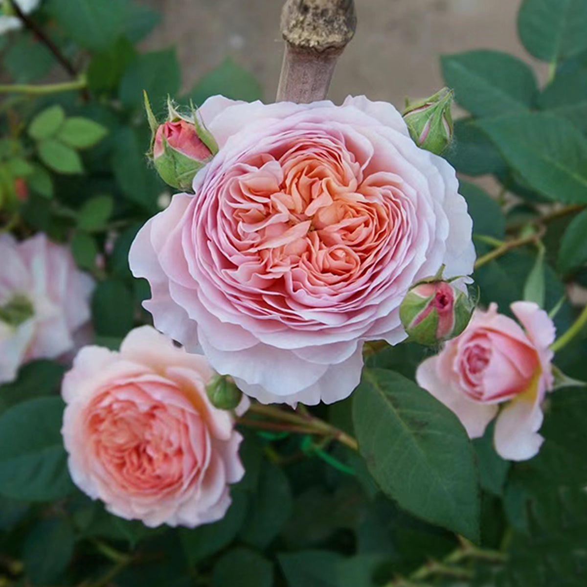 AUSwill Rose – English Garden Shrub Rose Live Plant | Highgarden