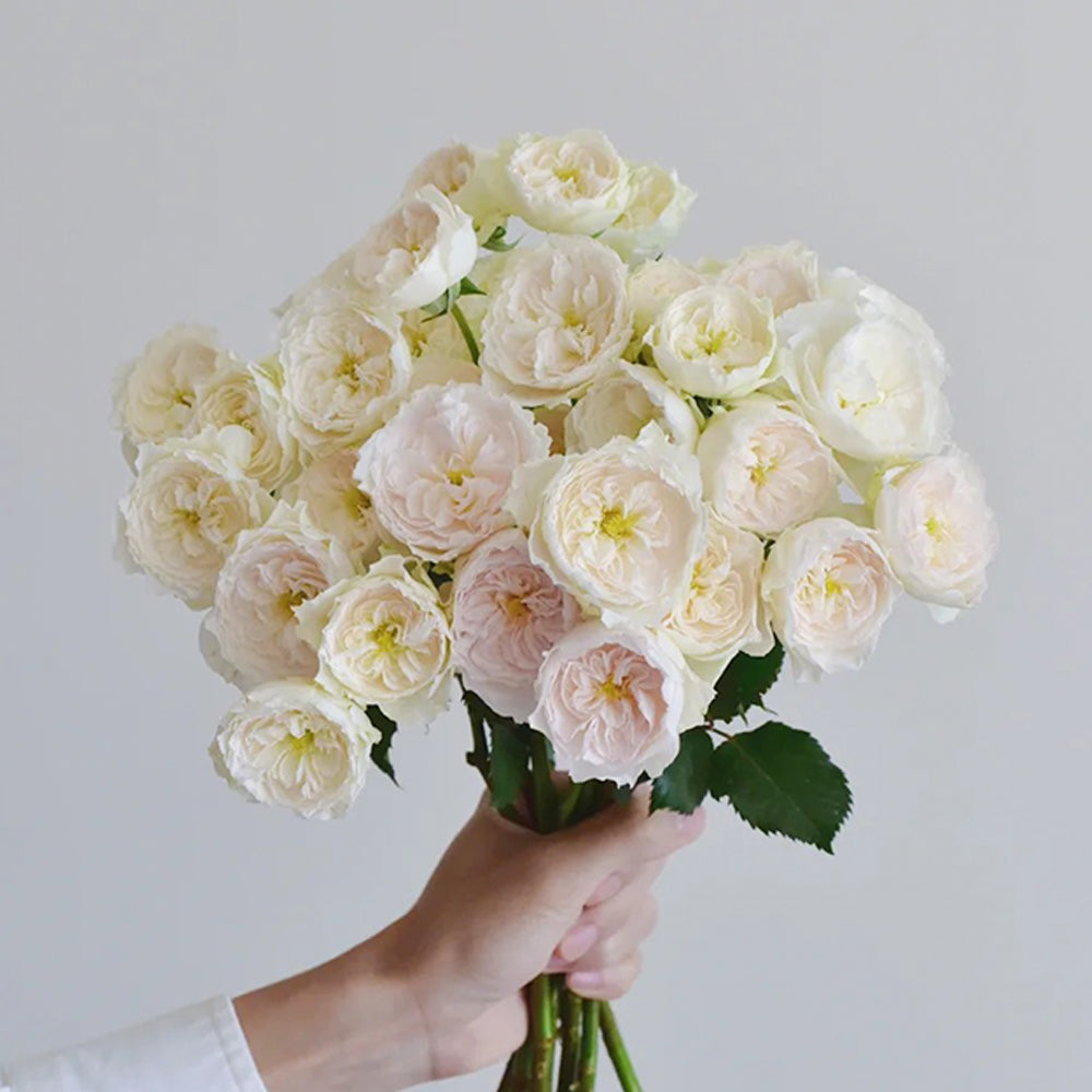 Wings of an Angel Chinese Florist Shrub Rose