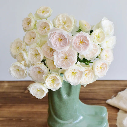 Wings of an Angel Chinese Florist Shrub Rose
