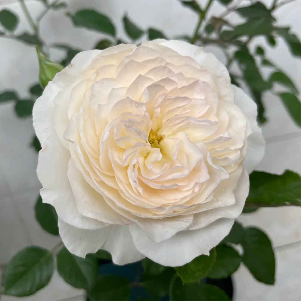 Wings of an Angel Chinese Florist Shrub Rose
