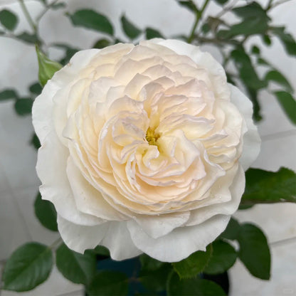 Wings of an Angel Chinese Florist Shrub Rose