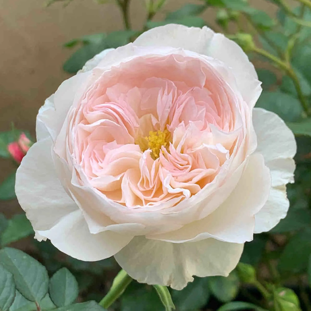 Wings of an Angel Chinese Florist Shrub Rose