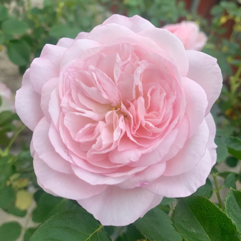 Wings of an Angel Chinese Florist Shrub Rose