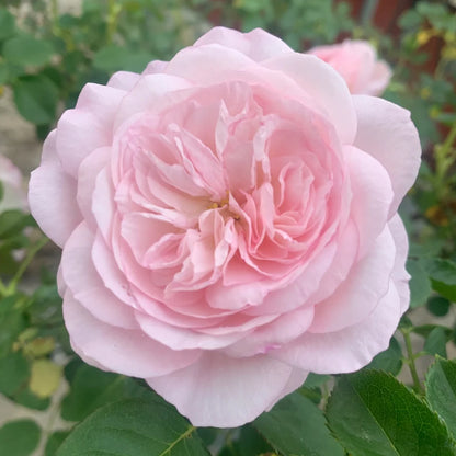 Wings of an Angel Chinese Florist Shrub Rose