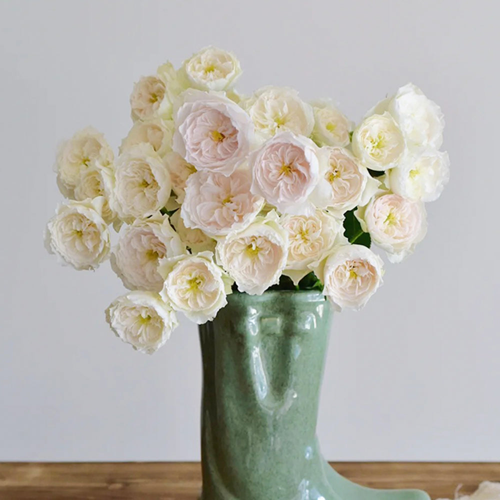 Wings of an Angel Chinese Florist Shrub Rose