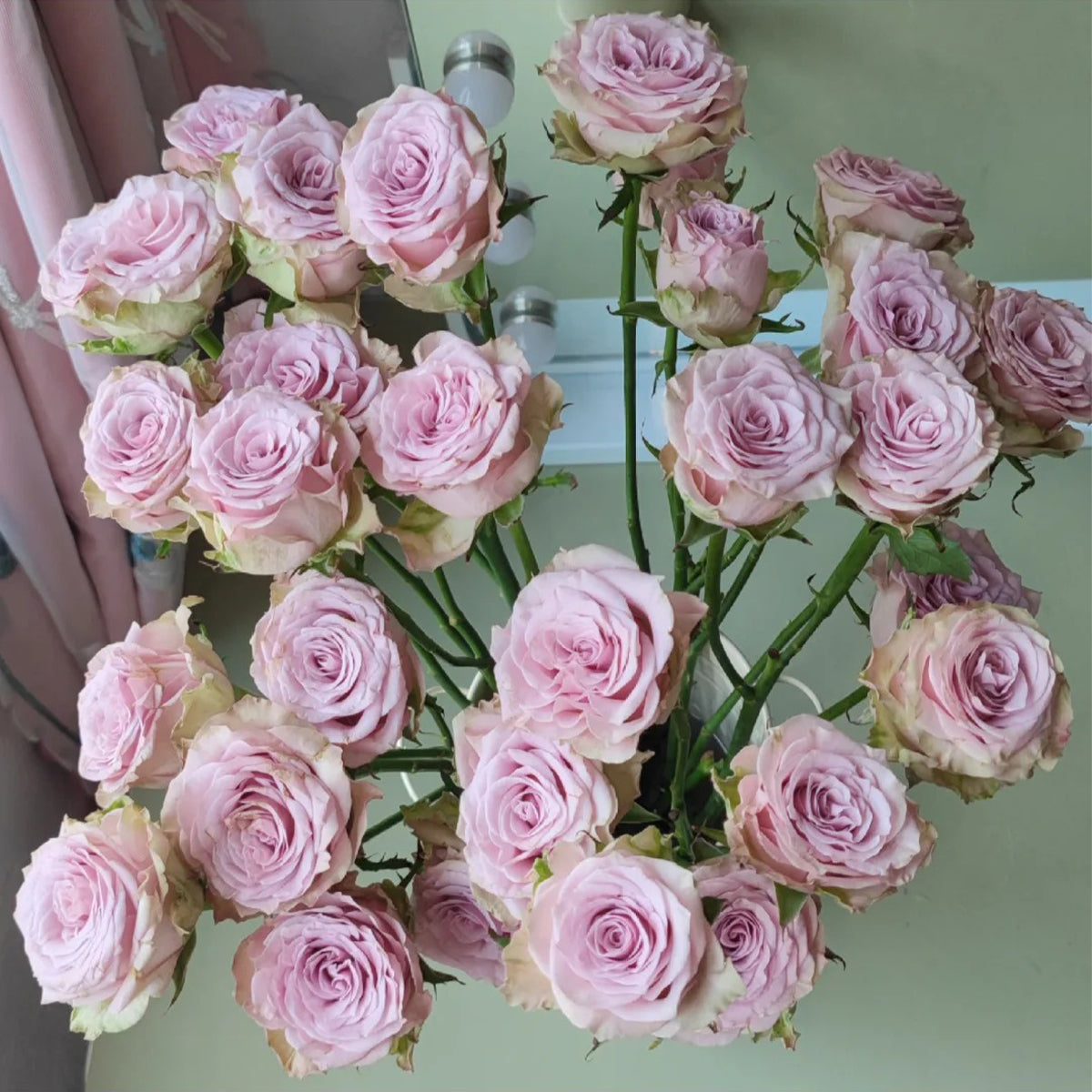 Winter Sonata Dutch Florist Shrub Rose