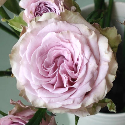 Winter Sonata Dutch Florist Shrub Rose