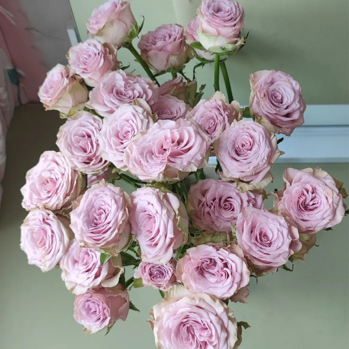 Winter Sonata Dutch Florist Shrub Rose