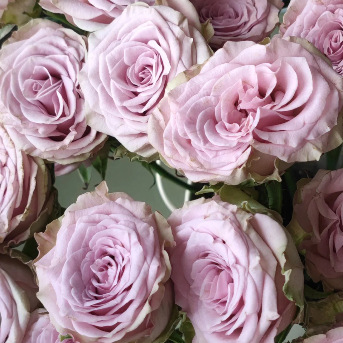 Winter Sonata Dutch Florist Shrub Rose
