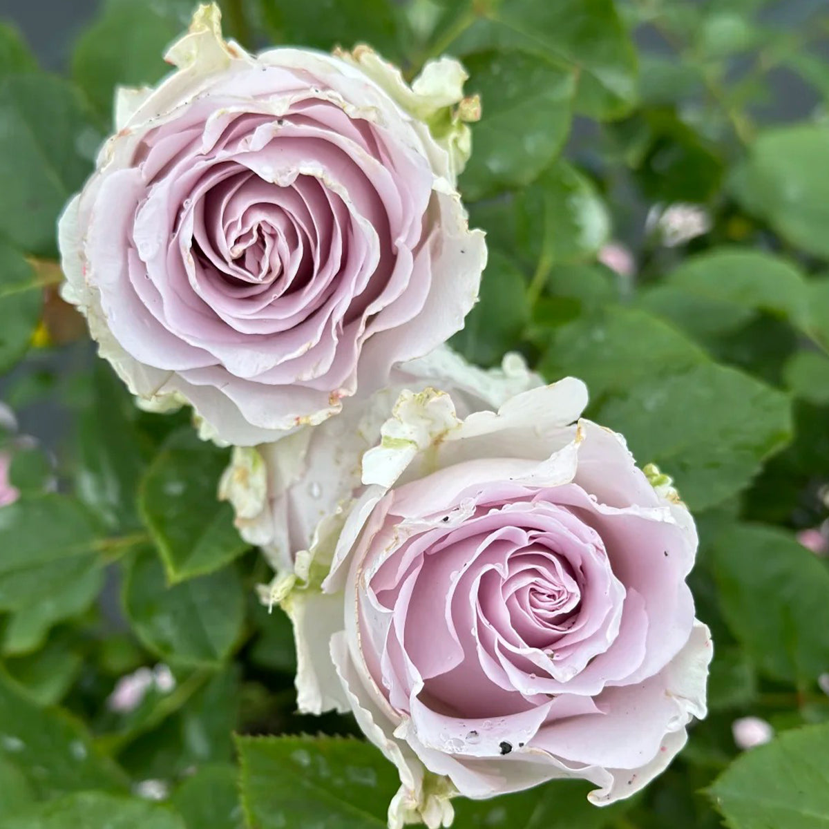 Winter Sonata Dutch Florist Shrub Rose