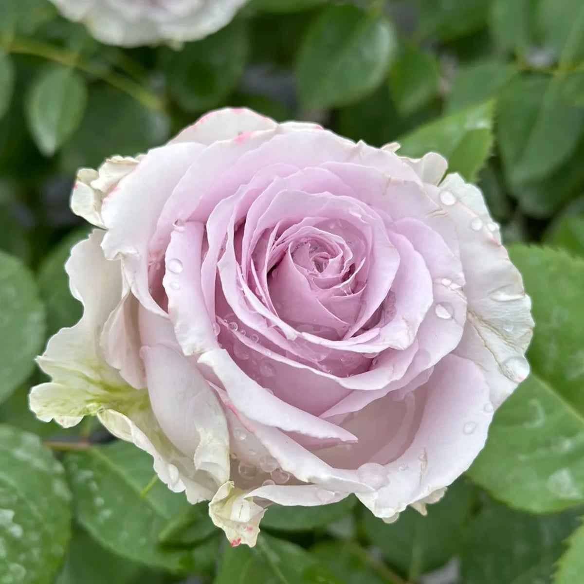 Winter Sonata Dutch Florist Shrub Rose