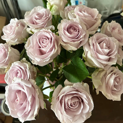 Winter Sonata Dutch Florist Shrub Rose