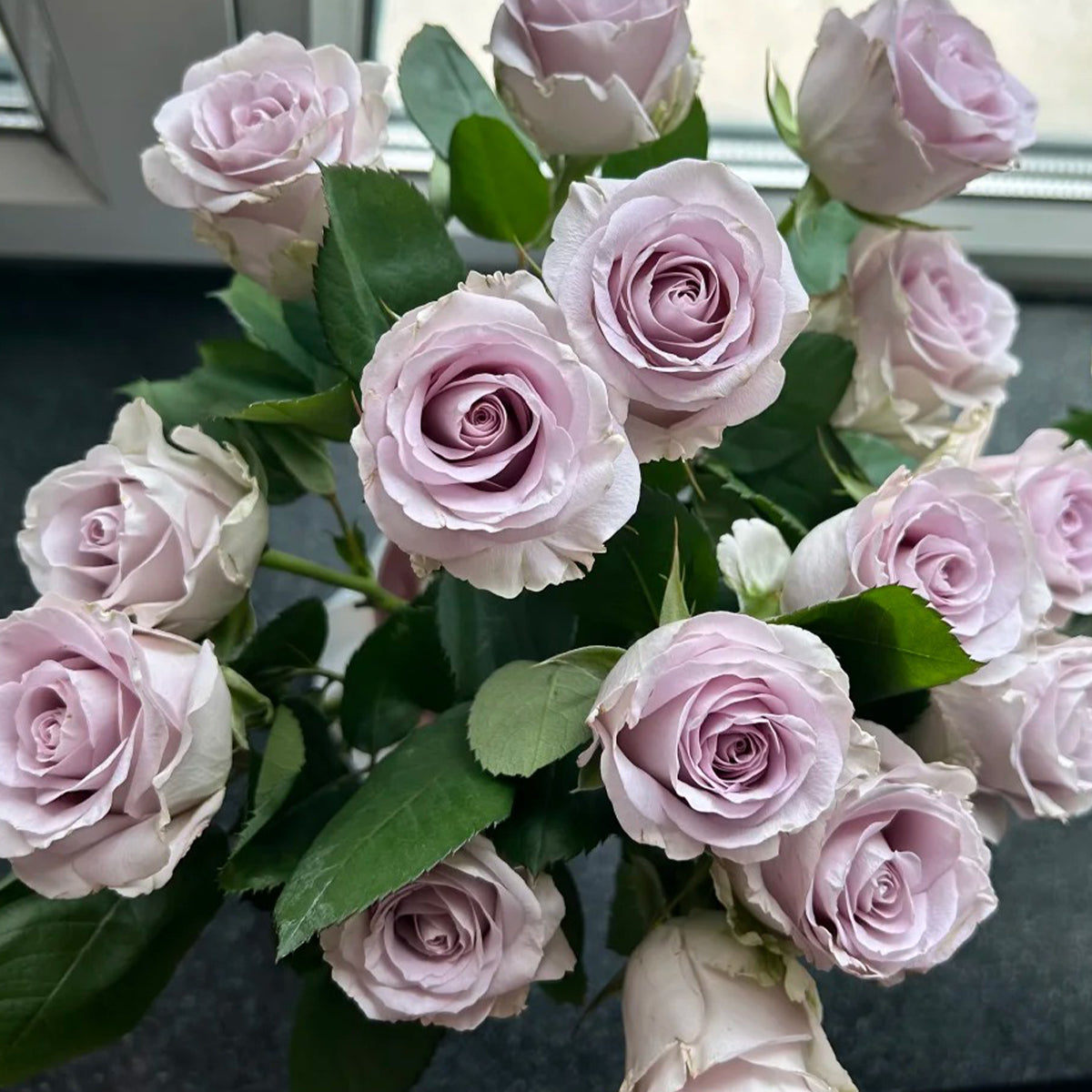 Winter Sonata Dutch Florist Shrub Rose