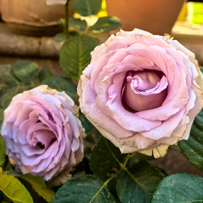 Winter Sonata Dutch Florist Shrub Rose