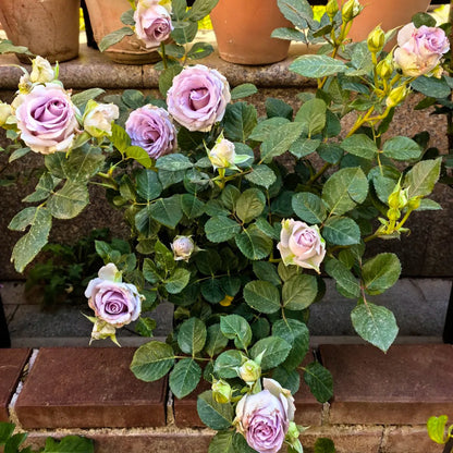 Winter Sonata Dutch Florist Shrub Rose