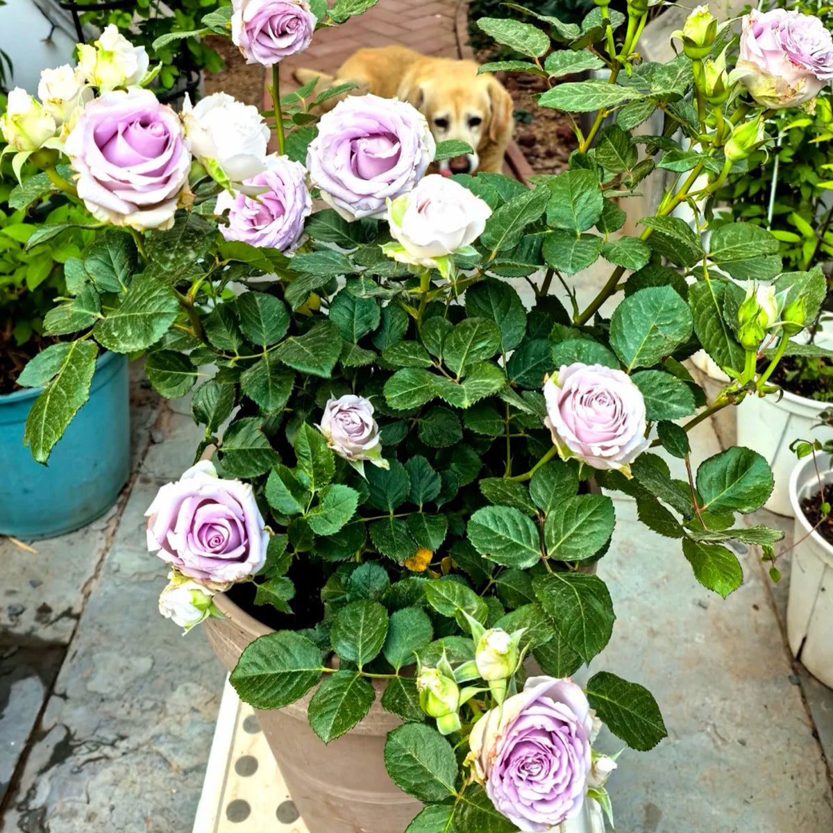 Winter Sonata Dutch Florist Shrub Rose
