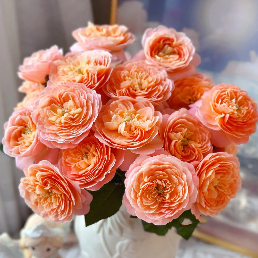 Wutong Yue Chinese Florist Shrub Rose – Highgarden Roses