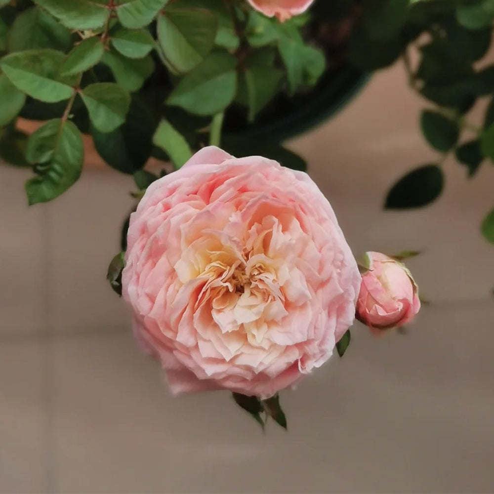 Wutong Yue Chinese Florist Shrub Rose