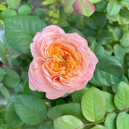 Wutong Yue Chinese Florist Shrub Rose