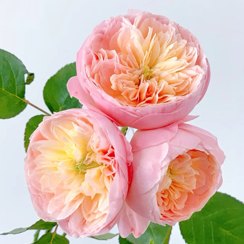 Wutong Yue Chinese Florist Shrub Rose