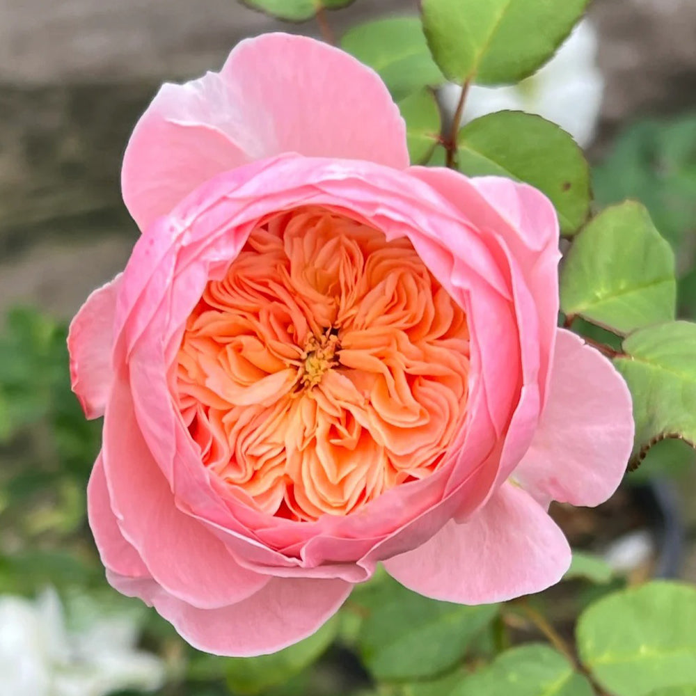 Wutong Yue Chinese Florist Shrub Rose