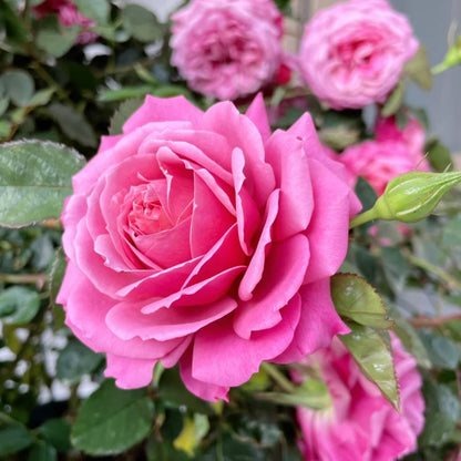 Yan Zhuang Chinese Florist Shrub Rose