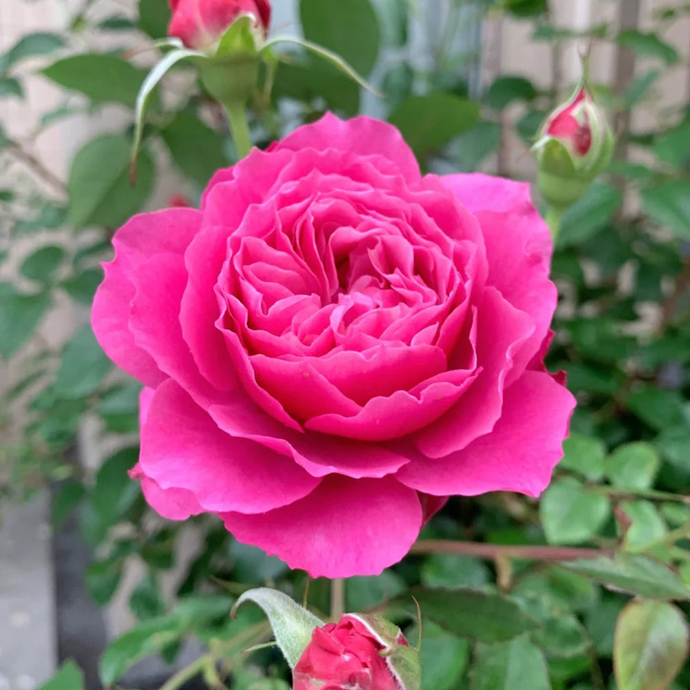 Yan Zhuang Chinese Florist Shrub Rose