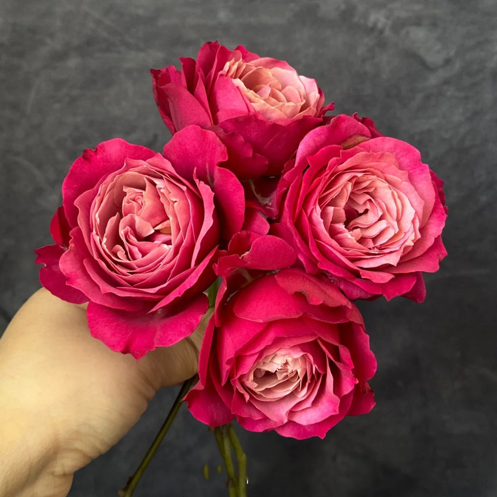 Yan Zhuang Chinese Florist Shrub Rose