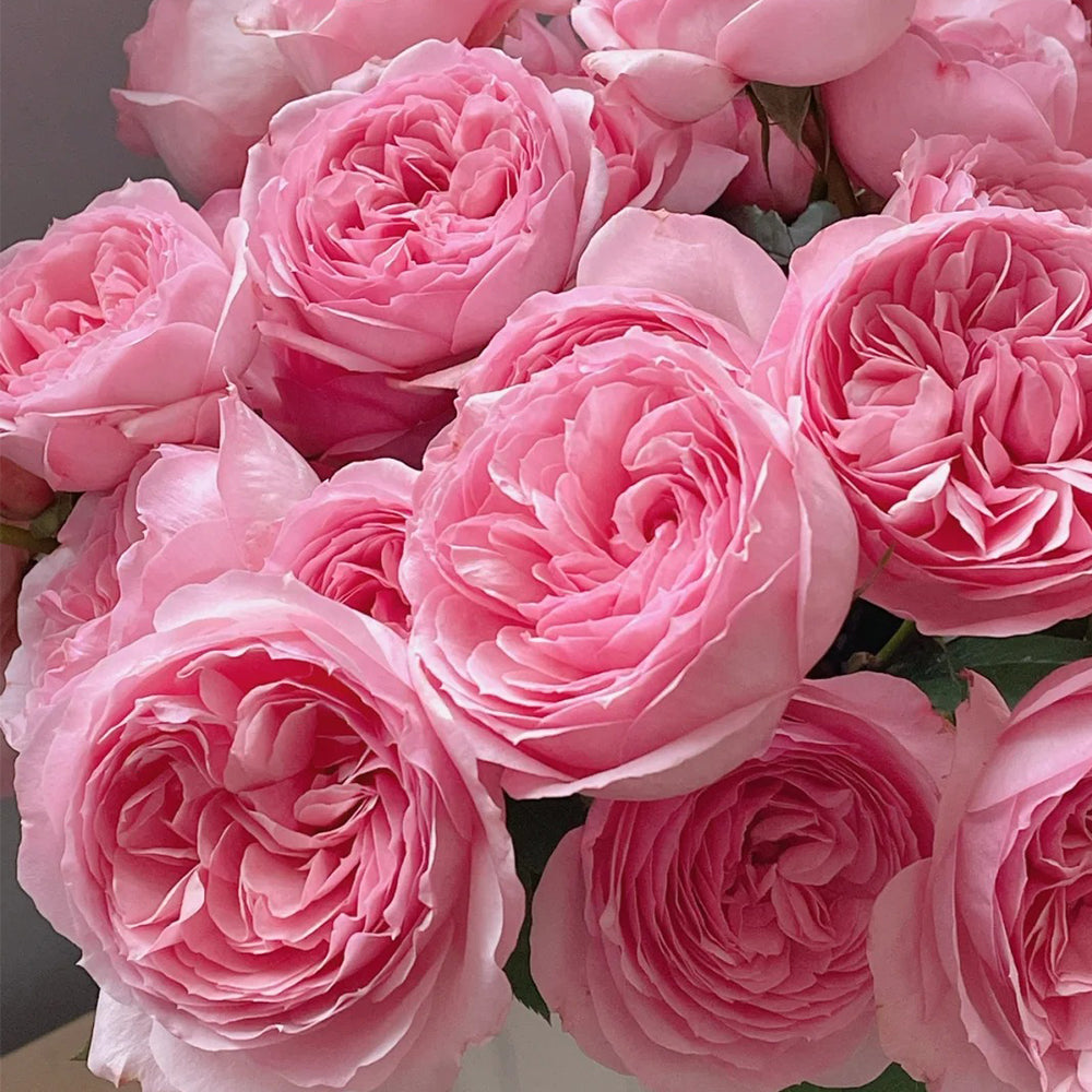 Yang Yuhuan Netherlands Florist Shrub Rose