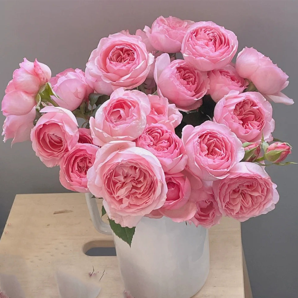 Yang Yuhuan Netherlands Florist Shrub Rose