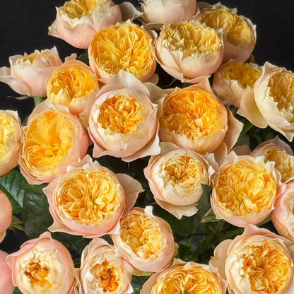 Yellow Butterfly Chinese Garden Climber Rose