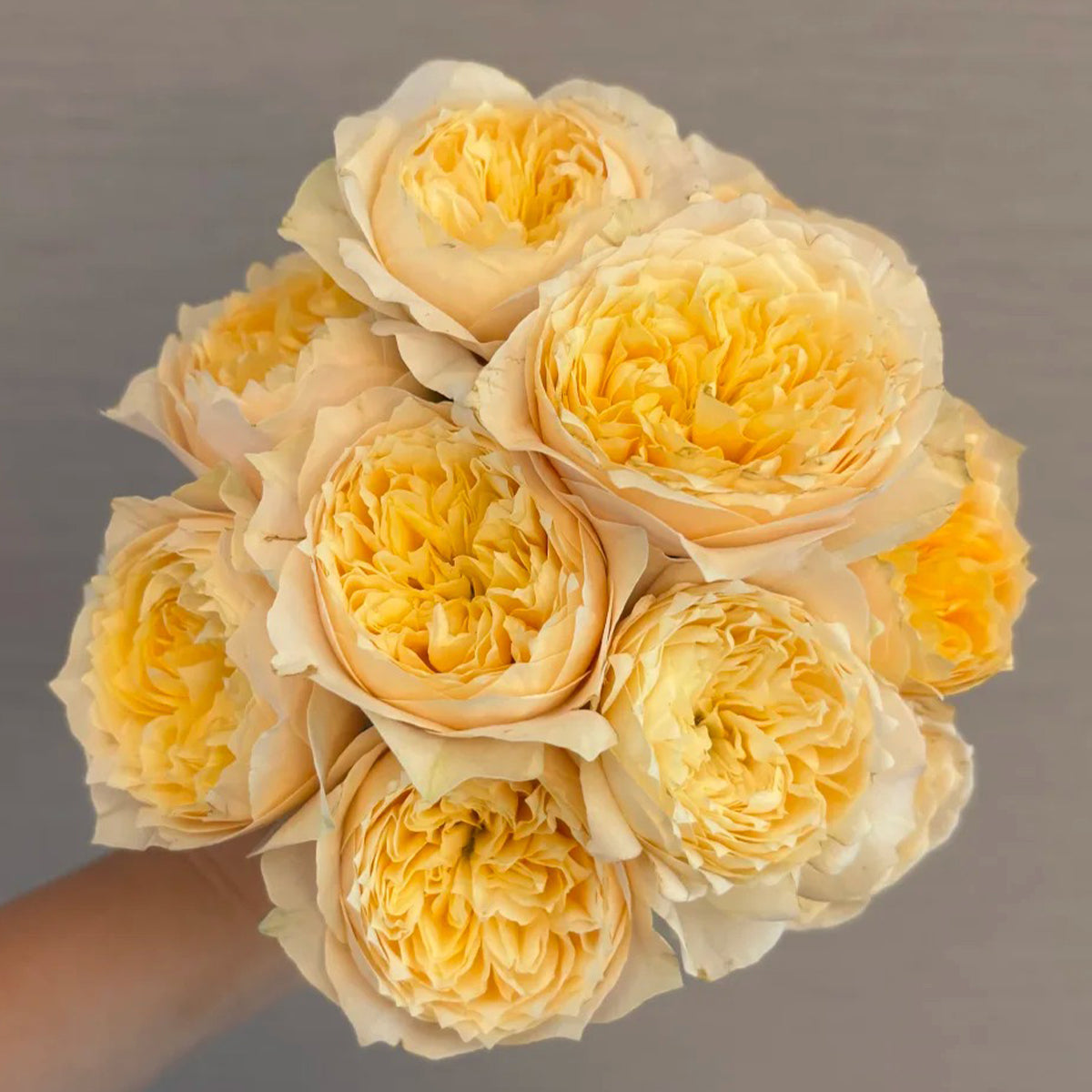 Yellow Butterfly Chinese Garden Climber Rose