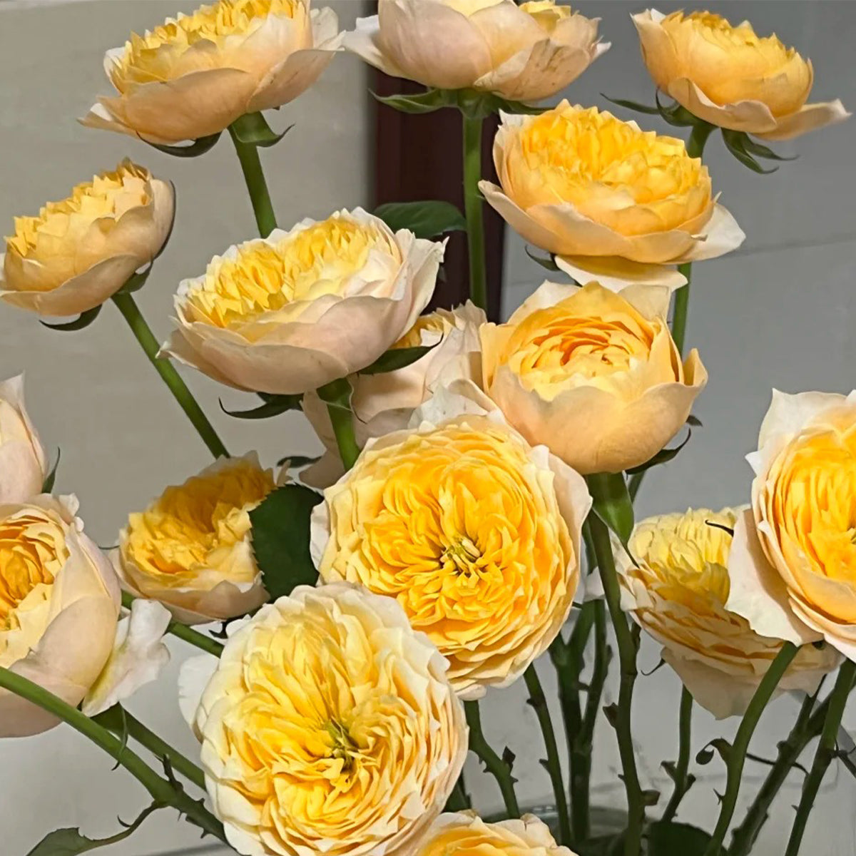 Yellow Butterfly Chinese Garden Climber Rose