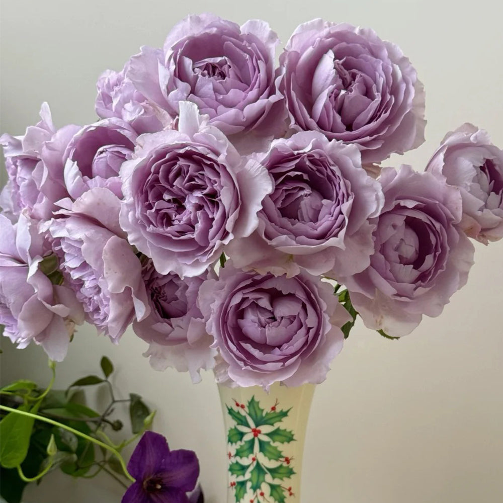 Yinyin Qing Chinese Florist Shrub Rose – Highgarden Roses