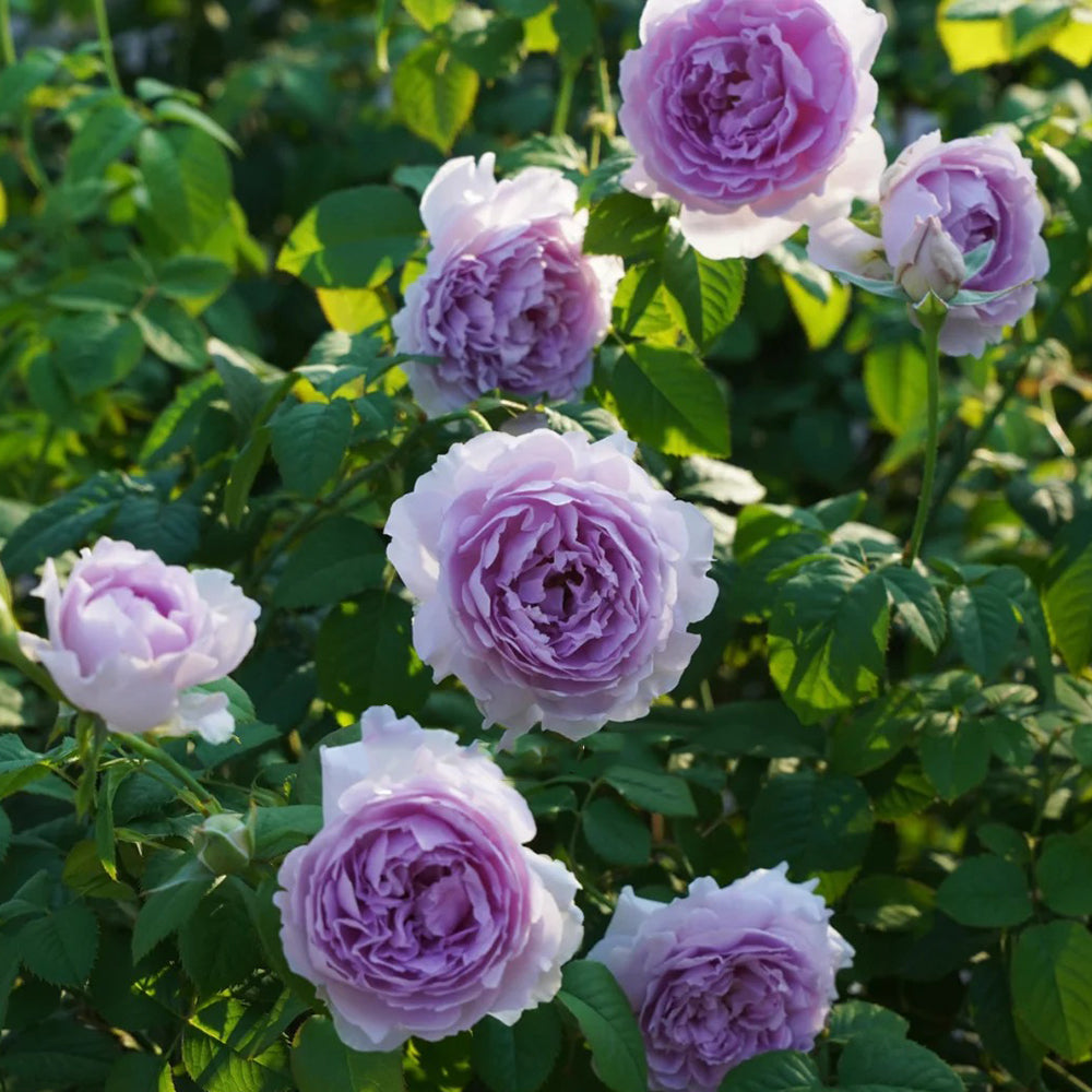 Yinyin Qing Chinese Florist Shrub Rose