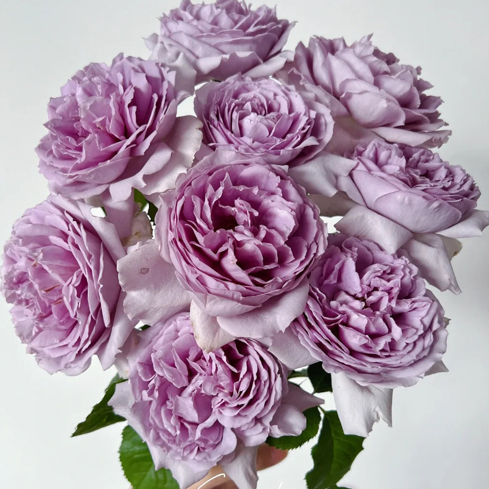 Yinyin Qing Chinese Florist Shrub Rose – Highgarden Roses