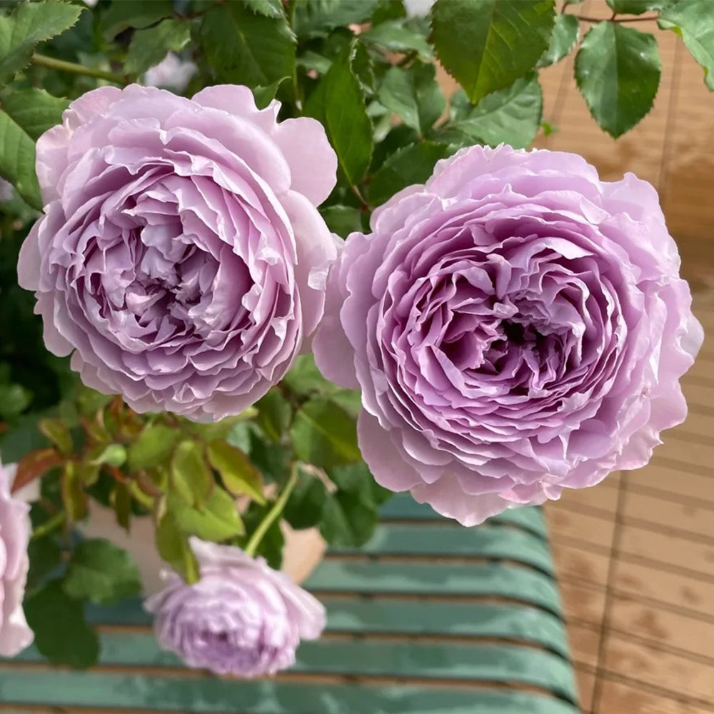 Yinyin Qing Chinese Florist Shrub Rose