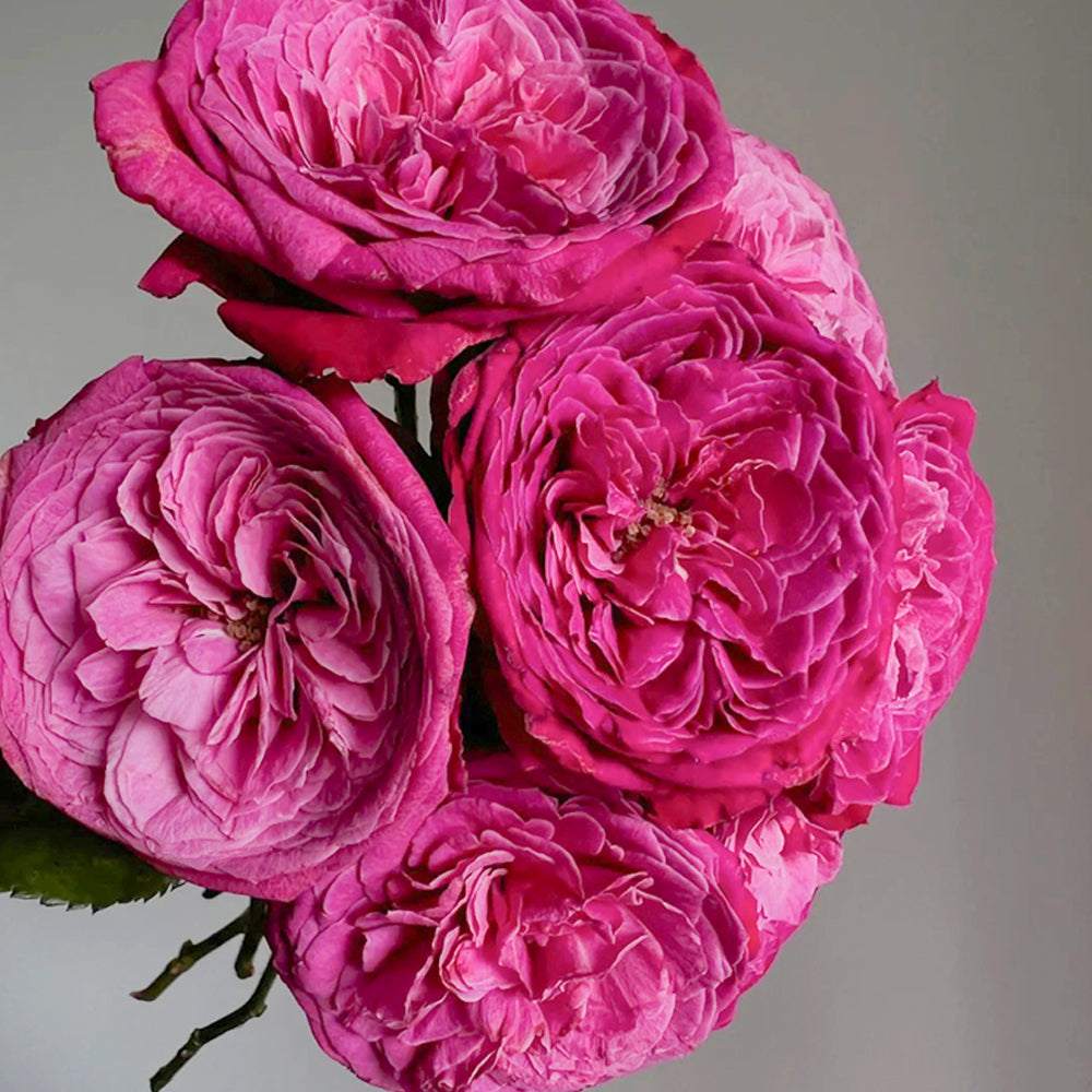 良質  Yu-zen Japanese Florist Shrub Rose – Highgarden Roses 香水(女性用)
