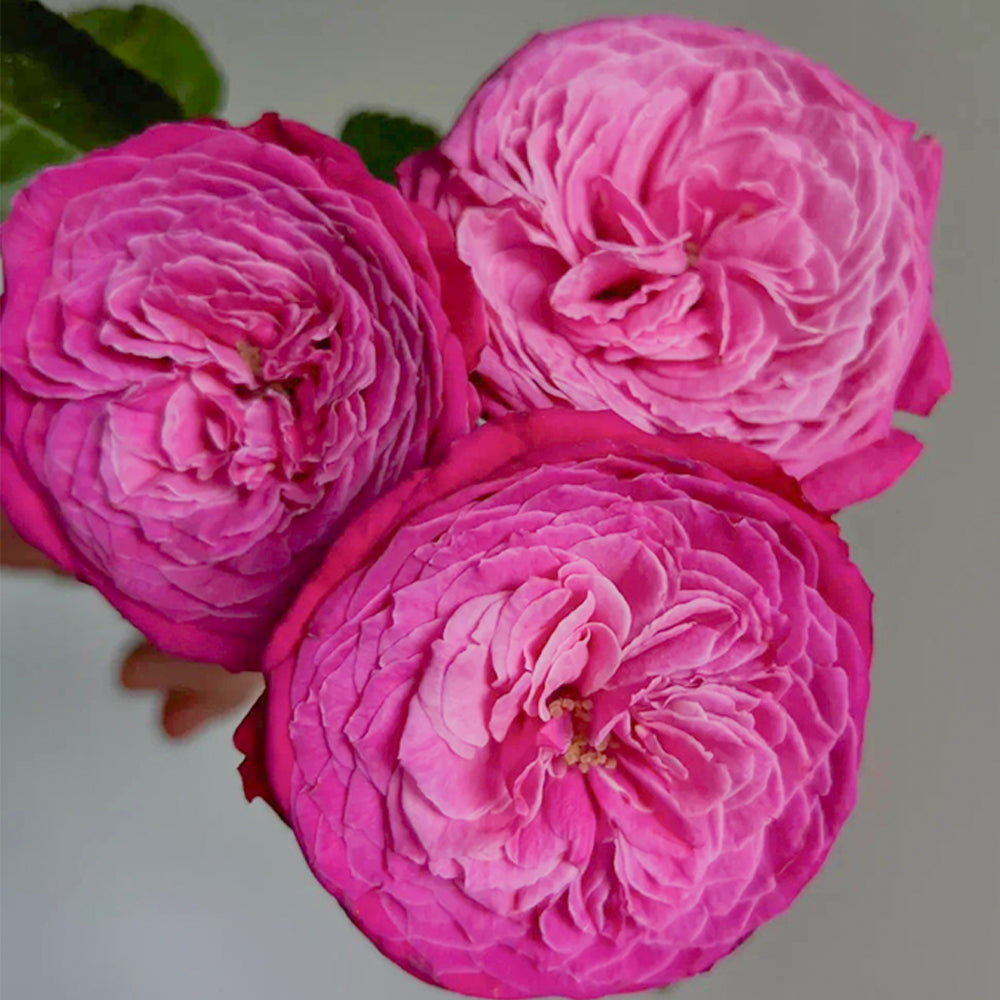 Yu-zen Japanese Florist Shrub Rose