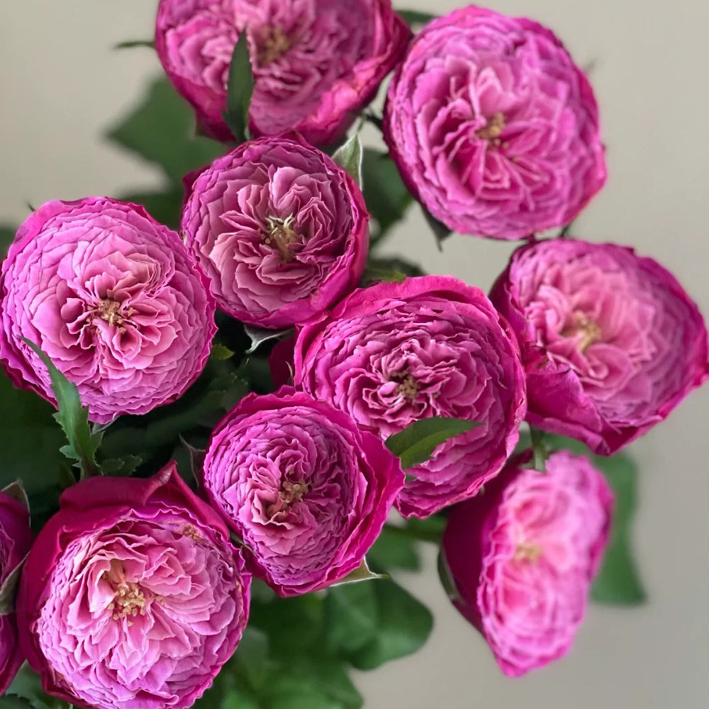 YK☆ZARA2点 ROSE BUD1点 Yu-zen Japanese Florist Shrub Rose – Highgarden Roses