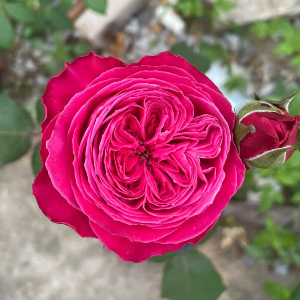格安 Yu-zen Roses Highgarden – Rose Shrub Florist Japanese 香水(女性用)