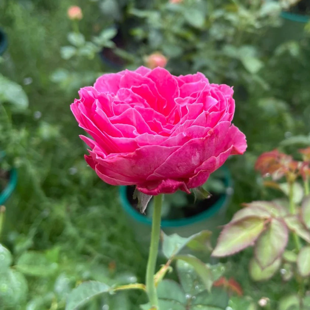 最大15%OFFクーポン Florist Japanese Yu-zen Shrub Roses Highgarden – Rose 香水(女性用)