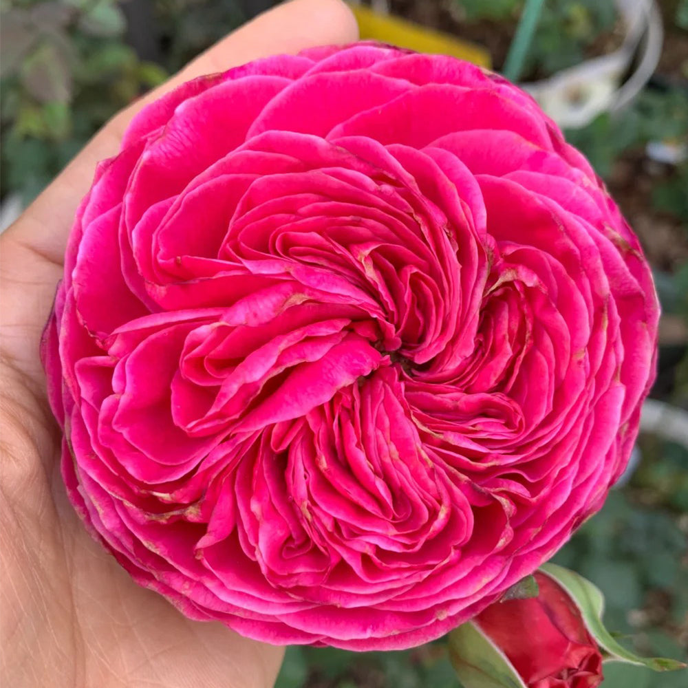 Yu-zen Japanese Florist Shrub Rose